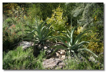 Tucson (28)    Octopus Agave